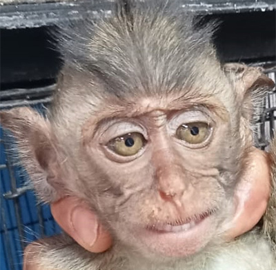 Monitoring Wildlife Market in Jatinegara, Jakarta 